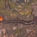 Red-backed salamander, lead-backed phase