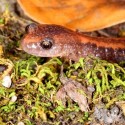 Red-backed salamander up close