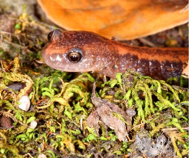 Red-backed salamander up close