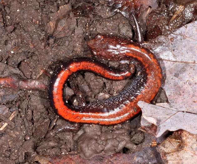 Red-backed salamander | In The Hills