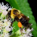 Bumblebee species on boneset