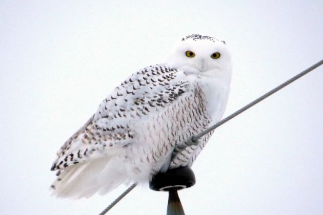 owl on a wire