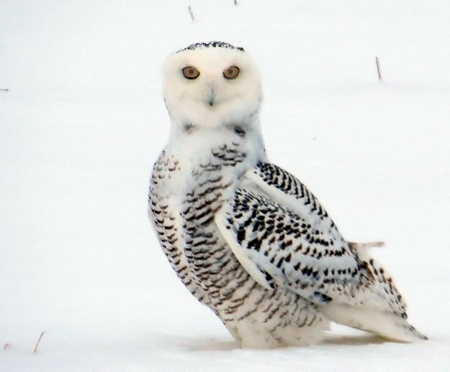 Snowy owl's piercing gaze. Photo by Dan MacNeal.