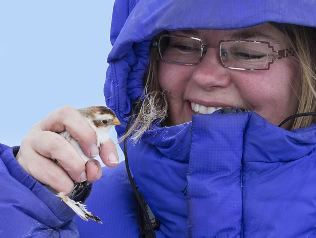 Snow bunting admirer. Photo by Fiona Reid.