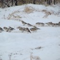 Snow bunting flock. Photo by Fiona Reid.