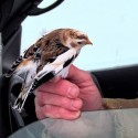 Snow bunting in the hand. Photo by Fiona Reid.