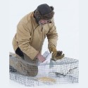 Snow buntings being recovered by David Lamble. Photo by Fiona Reid.