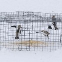 Trapped snow buntings. Photo by Fiona Reid.
