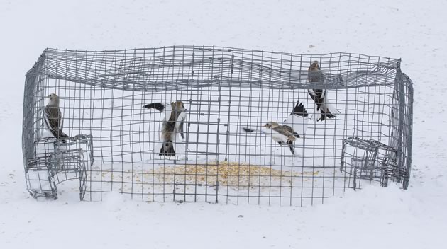 Trapped snow buntings.