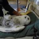 Lightning In Intensive Care. Photo by Bill and Sharon Rowe.