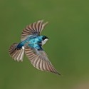 An iridescent tree swallow in flight. Photo by Robert McCaw.