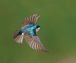 An iridescent tree swallow in flight. Photo by Robert McCaw.