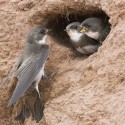 Bank swallows nest in colonies in sand banks. Photo by Robert McCaw.