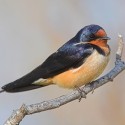 Barn swallow. Photo by Robert McCaw.