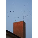 Chimney swifts returning to their roost at dusk. Photo by Robert McCaw.