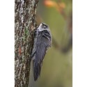 A chimney swift at rest from the rigours of migration. Photo by Robert McCaw.