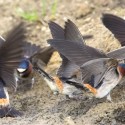 Cliff swallows gathering mud for their nests. Photo by Robert McCaw.