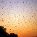 Migrating swallows rise up from their roosts into the dawn sky. Photo by Robert McCaw.