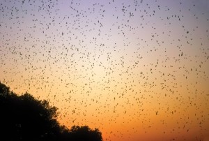 Migrating swallows rise up from their roosts into the dawn sky. Photo by Robert McCaw.
