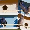 Purple martins like apartment-style housing. Photo by Robert McCaw.