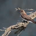 Northern rough-winged swallow. Photo by Robert McCaw.