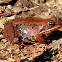 Pondward bound, a female wood frog swollen with eggs