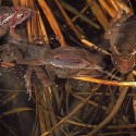 Three pairs of wood frogs mating