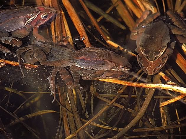 three pairs of wood frogs mating
