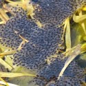 Wood frog eggs