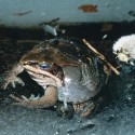 Wood frog encased in ice