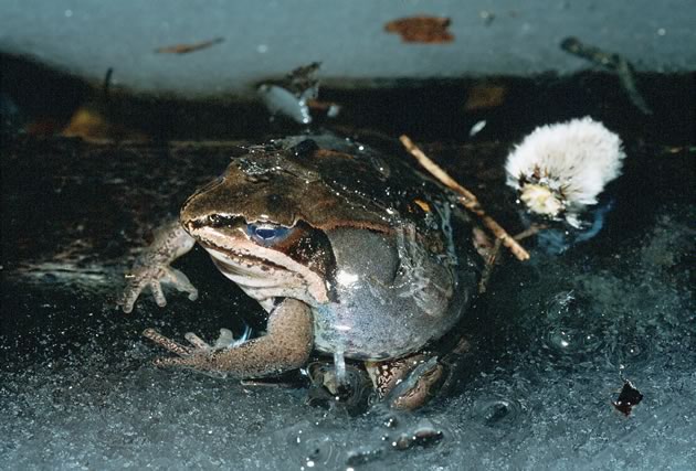 Wood frog encased in ice