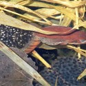 Wood frog female laying eggs