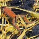 Wood frog female post egg-laying