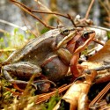 Wood frogs in sexual embrace