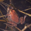 Wood frogs mating