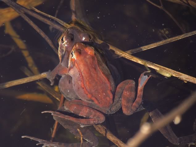 wood frogs mating