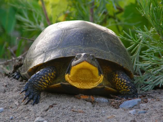 Blanding's turtle about to cross a road