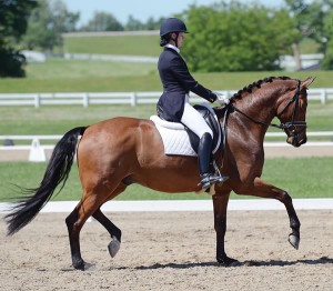 Leah Wilson and Rendezvous perform an extended trot at the Caledon Pan Am Equestrian Park last year. Photo by Doug Palmer.