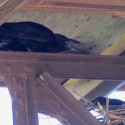 Raven adult above nest