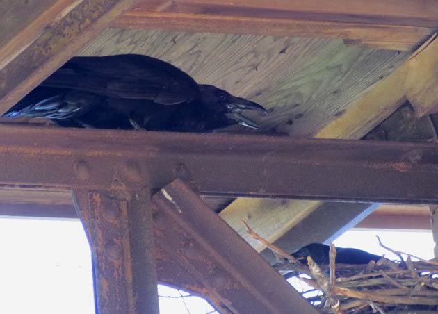 raven adult above nest