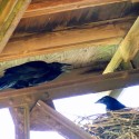 Raven adult and nestling