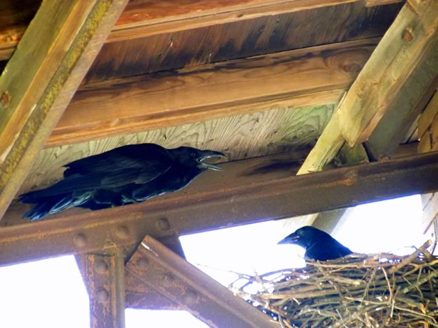 raven adult and nestling
