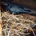Raven adult on nest
