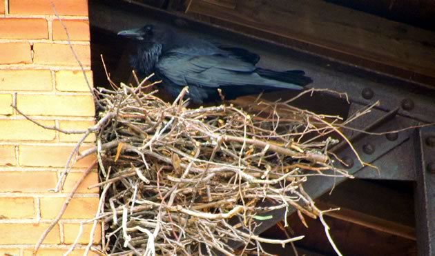 raven adult on nest