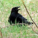 Raven in the grass
