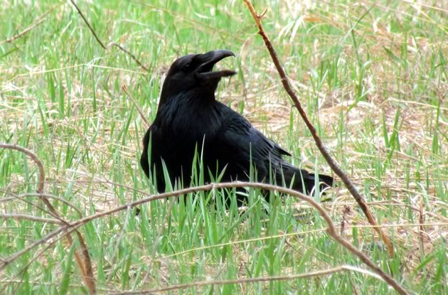 Raven in the grass