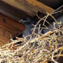 Raven nestling