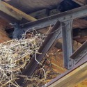 Raven nestling adult looking on