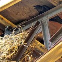 Raven nestling and adult