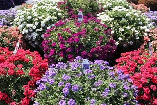 Fertilize your annuals! Soluble fertilizer is mixed with water and should be applied at least once a week.